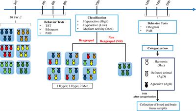 Influence of leptin and its receptors on individuals under chronic social stress behavior